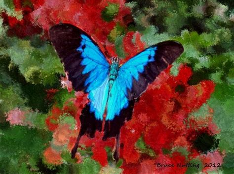 Ulysses Butterfly Painting By Bruce Nutting Fine Art America