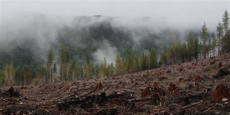 Canadas Boreal Forest Is Facing Forest Degradation And Is Being