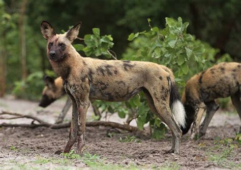 10 Incredible African Wild Dog Facts Wiki Point