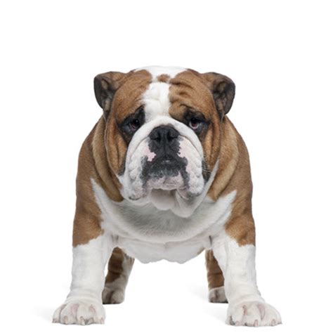 Bulldog Transparent Png Png Play