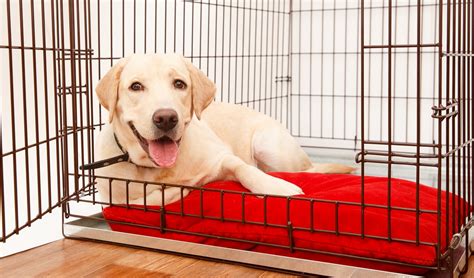 The Guide To Crate Training A Puppy 20 Easy Crate Training Tricks