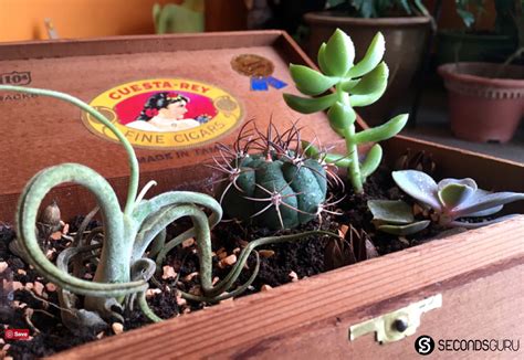 Learning to propagate cactus on your own is an affordable and adventurous way to build an intriguing collection. Vintage Makeover | A desktop cactus garden in your old ...