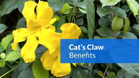 Cats Claw Benefits Uses Dosage And Side Effects Evidencelive