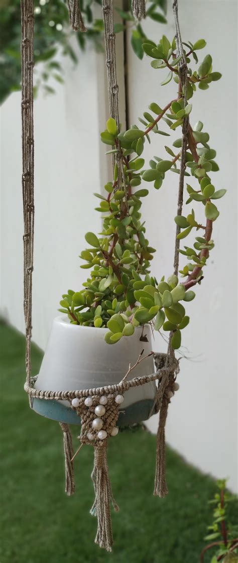 Hanging Succulent Rplants