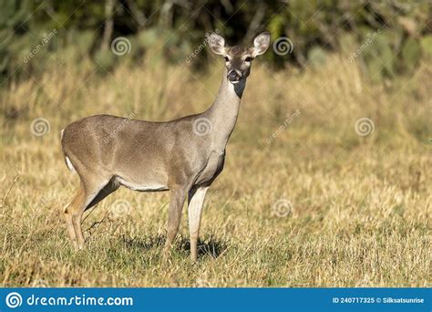 Whitetail Deer Buck In Texas Farmland Stock Image Image Of Hunting