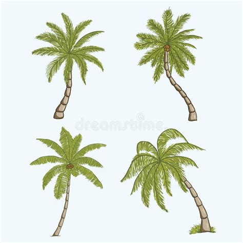 Palm Trees Vector Illustration Hand Drawn Palm Tree Tropical Coconut