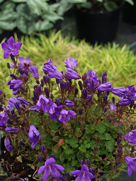 We did not find results for: CAMPANULA PORTENSCHLAGIANA 'RESHOLDT'S VARIETY' - Cotswold ...