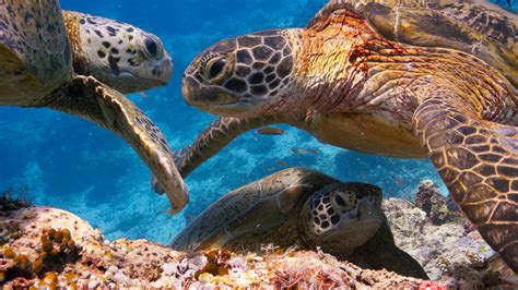 Blue Planet 2 Coral Reefs Review The Spa Turtle Is Our Spirit Animal