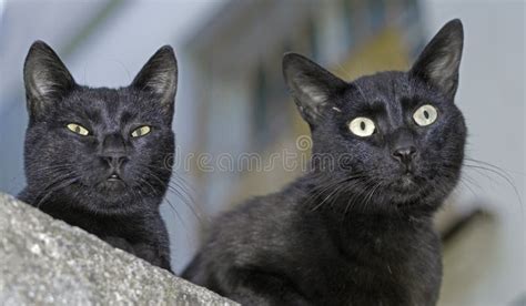 Two Black Cats Stock Image Image Of Mongrel Muzzle 100412197