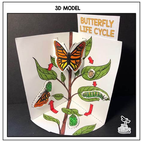 Butterfly Life Cycle Model 3d Model Nitty Gritty Science