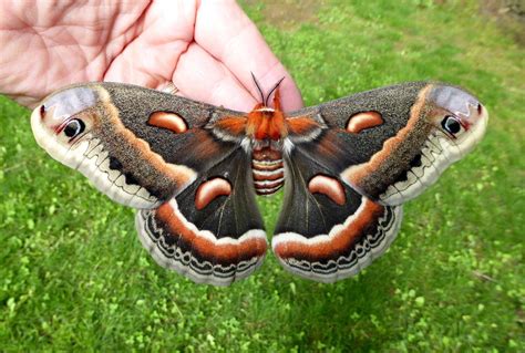 Photo Of Cecropia Moth By David Moskowitz In Sussex County New Jersey