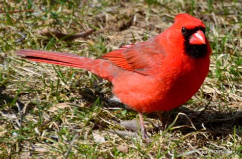Dsc0072 Northern Cardinal ~ Cardinalis Cardinalis ~ Cardi Flickr