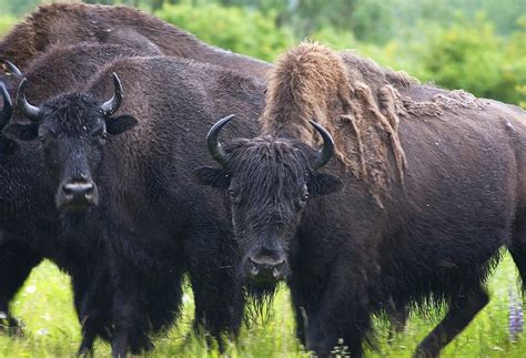 Wood Bison Facts Habitat Diet Life Cycle Pictures