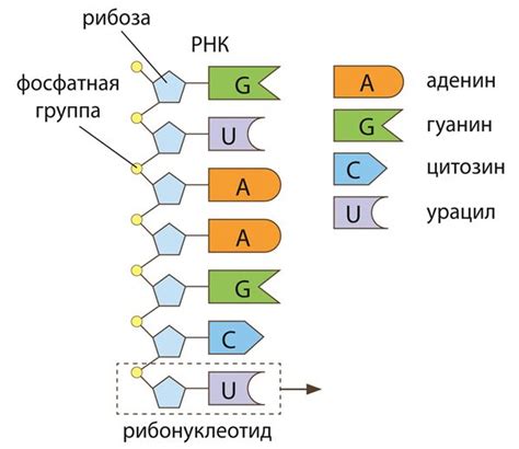 ДНК и РНК носители наследственной информации Opiq