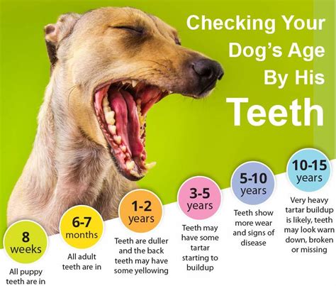 Checking Your Dogs Age By His Teeth 2024