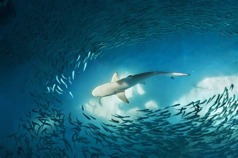 Download Underwater Fish Animal Shark 4k Ultra Hd Wallpaper