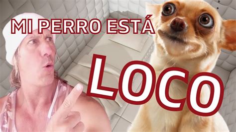 Mi Perro EstÁ Loco Youtube