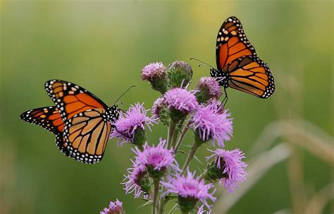 Deforestation hurting monarch butterflies