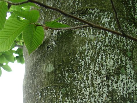 New Wisconsin Wildcard Available On Beech Bark Disease