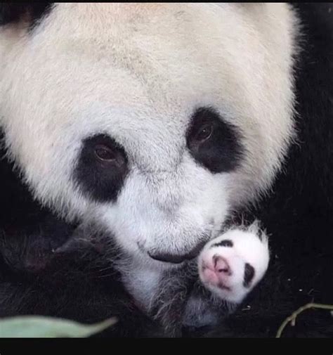 Pin By Linda Sunner On Cute Animals Panda Bear Cute