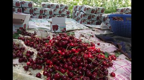 Cherry X Disease Spread Threatens Orchards In Himachal Pradesh