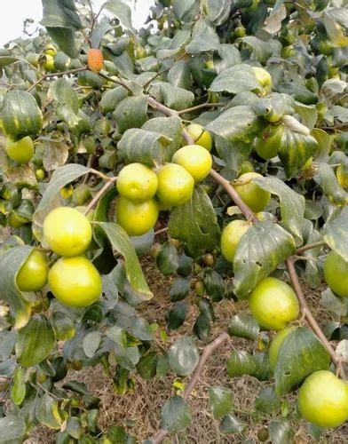 Full Sun Exposure Thai Green Apple Ber Plant For Outdoor At Rs 50piece In Sambalpur