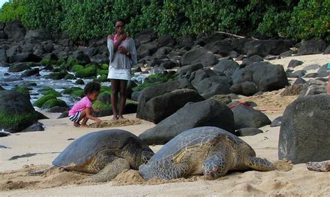 Where To See Sea Turtles On Oahu Top 5 Spots