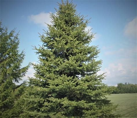 7 15″ Norway Spruce Tree Green County Wi Land And Water Conservation