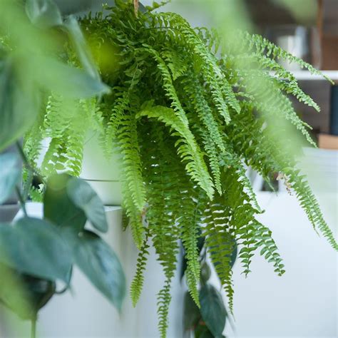 Water can flow between the cell walls of adjacent cells. Living hallway | Plant leaves, Indoor plants, Plants