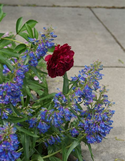 There are over 250 penstemon species, mostly native to our western states and mexico. Visit My Garden: Sun Perennials
