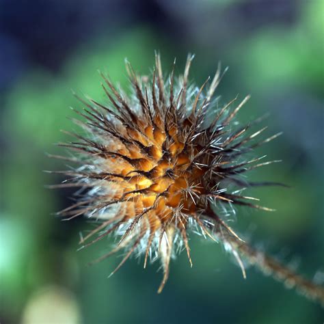 Spiky Seed Pod Spiky Seed Pod Matt Bilton Flickr
