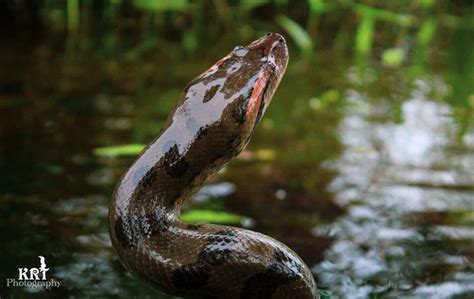 The Green Anaconda The Worlds Largest Snake Flora And Fauna