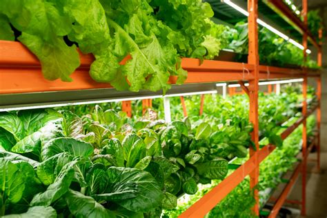 Vertical Farming 101 The Basics Of Revolutionizing Agriculture