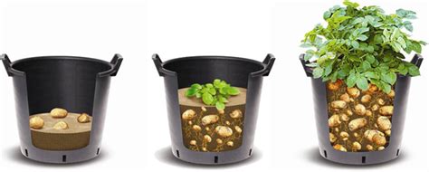 Maybe you would like to learn more about one of these? Growing Potatoes in a Container - Extension Master ...