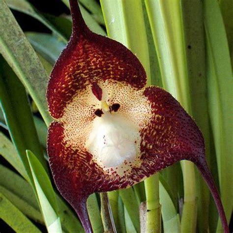 10 Unusual Orchids That Look Like Monkeys And Other Animals Dengarden