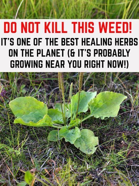 Do Not Kill This Weed Its One Of The Best Healing Herbs On The Planet