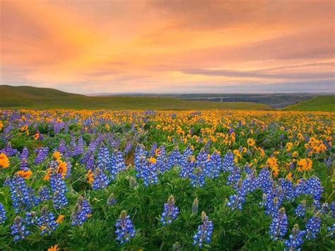 Whenever i hear this name the mind gets thrilled. Travel Trip Journey : Valley of Flowers National Park India