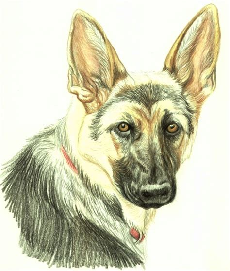 How to draw a cute little house (in one minute) | drawing a colorful house. How to Draw a Beautiful German Shepherd | Colored pencils ...