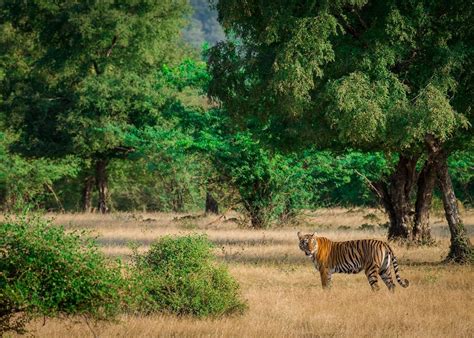 Visit Ranthambhore National Park India Audley Travel Uk