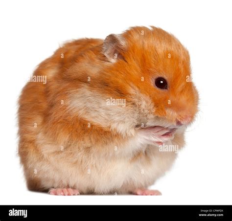 Orange Hamster Hi Res Stock Photography And Images Alamy