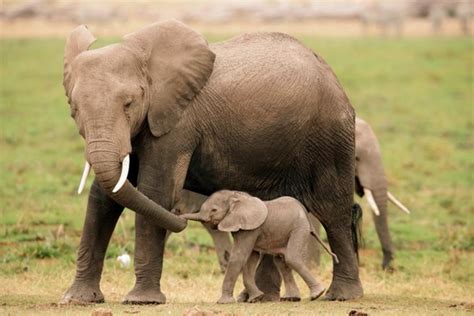 25 Süße Bilder Vom Baby Elefant