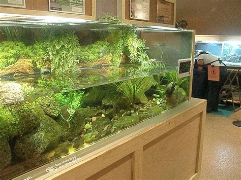 Maybe you would like to learn more about one of these? Turtle tank | Turtle tank, Pet turtle, Turtle aquarium