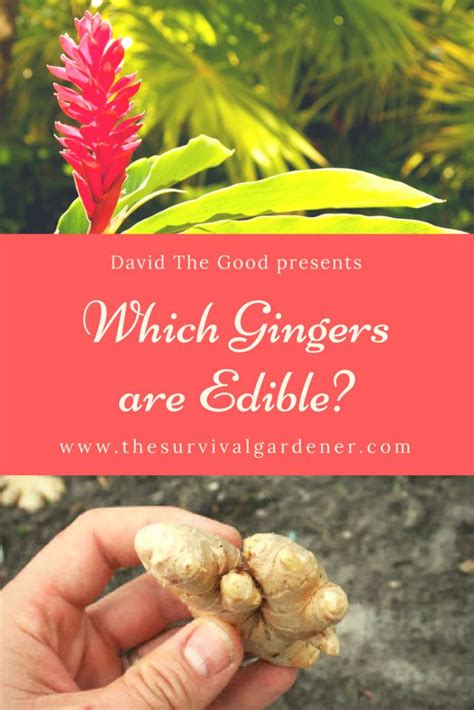 Which Gingers Are Edible The Survival Gardener