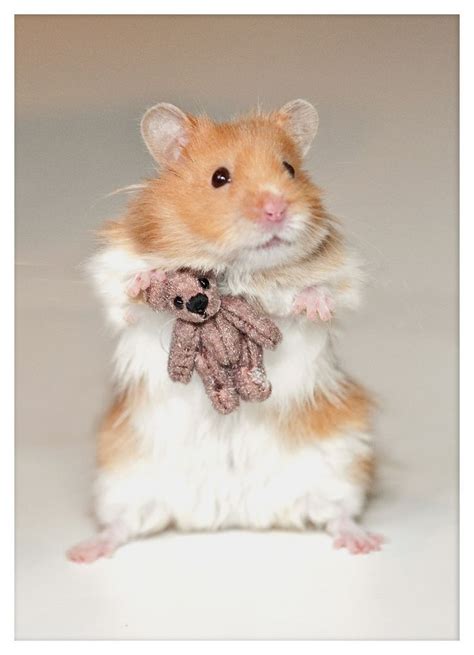 249 Best Images About Baby Hamsters On Pinterest