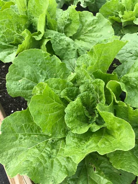 It’s packed […] continue reading. Mustard Greens | Edible South Florida