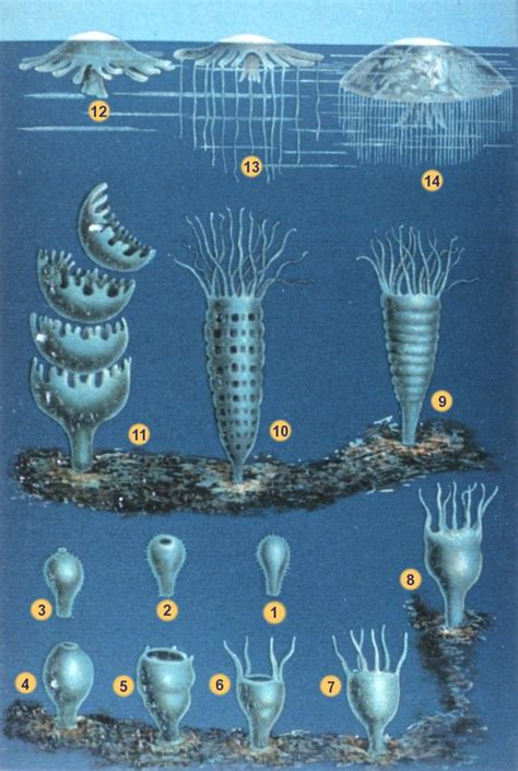 Filelife Cycle Of Scyphozoans Jellyfish 001 The Work Of Gods