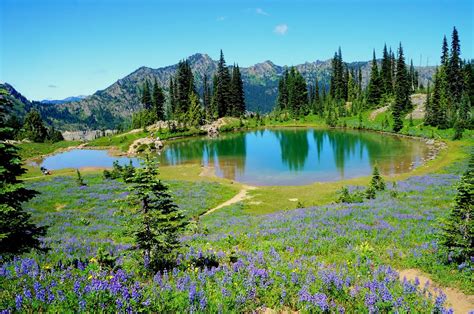 Tipsoo Lake Loop Mount Rainier National Park All You Need To Know