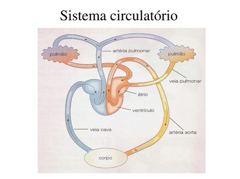 Sistema Circulatório Dos Mamíferos