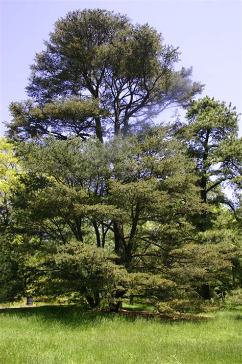 Ufei Selectree A Tree Selection Guide