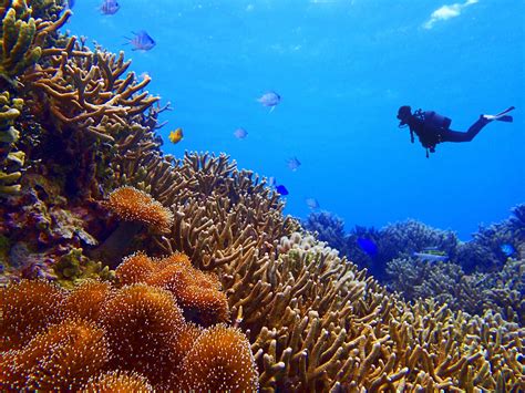 A Scuba Diver Exploring The Coral In Okinawa Best Scuba Diving Okinawa Tropical Islands Paradise
